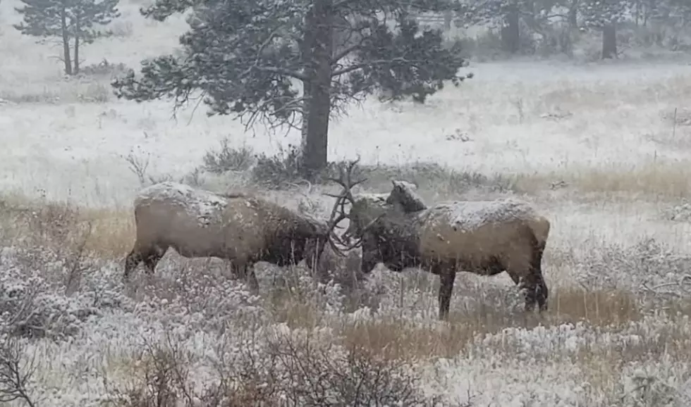 You May Be Cool, But You’re Not as Cool as These 2 Bull Elk