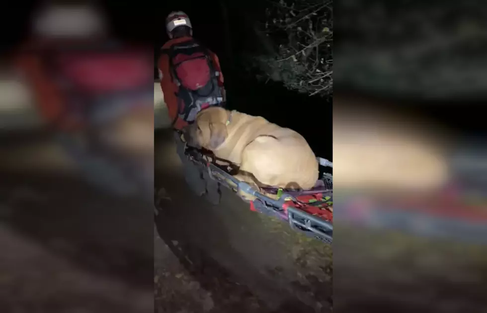 WATCH: Dog Has to Be Rescued from a Hike Because He Got Tired
