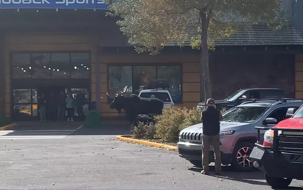 WATCH: A Herd of Moose Just Went Shopping at a Jackson Strip Mall