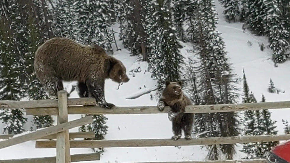 Wyoming Driver Surprised When He Sees 2 Bears on a Fence