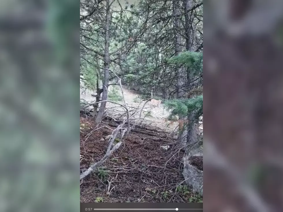 WATCH: Wyoming Guy Has Close Call with Mountain Lion