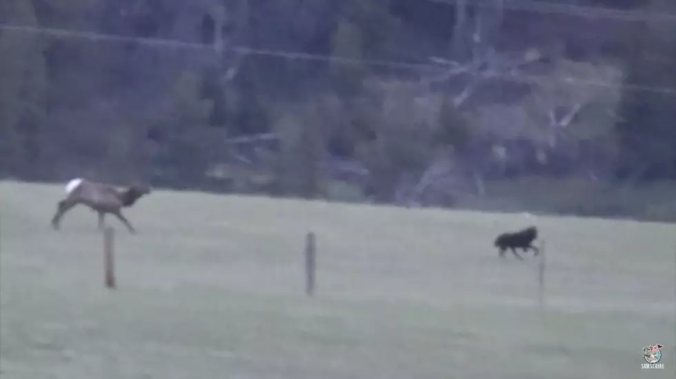 WATCH: Wyoming Elk Cow Shows Black Wolf Who’s Boss