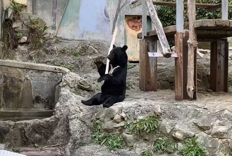 WATCH: This Bear Really Does Know Kung Fu