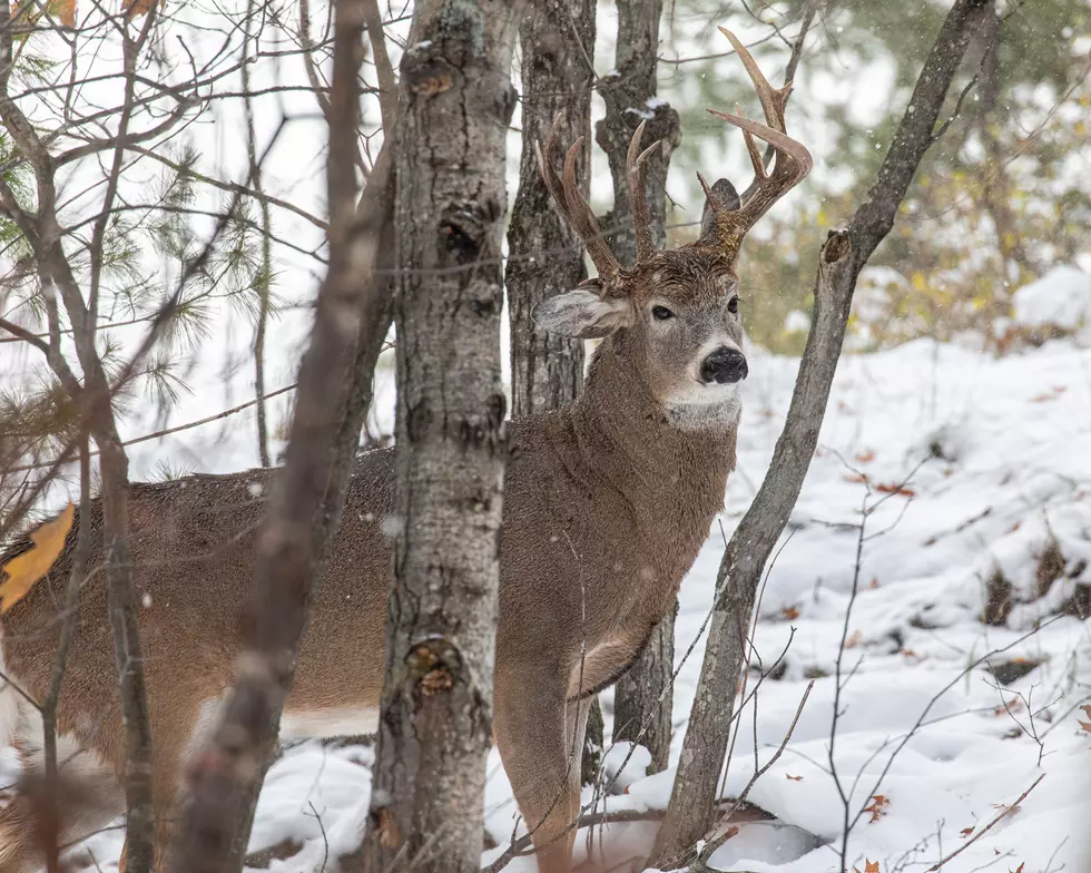 Hunter Photographs Rare Three Antlered Deer