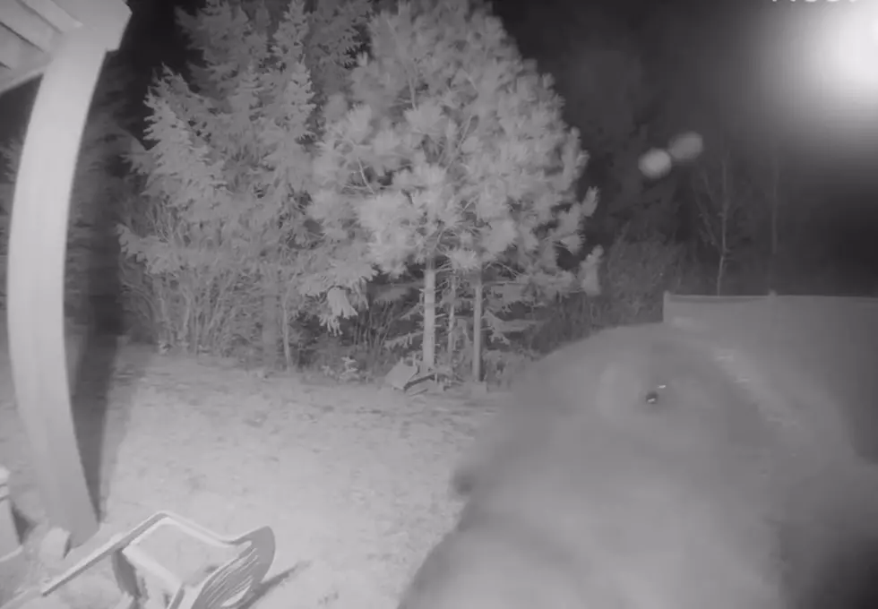 Watch a Bear Chow Down on a Family's Security Cam in Their Yard