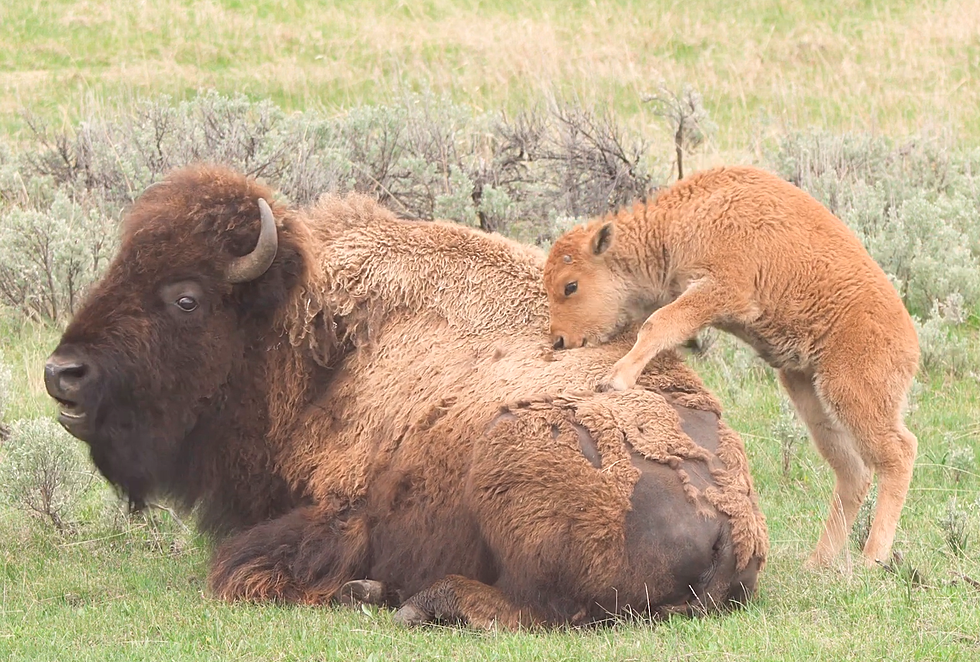 Watch a Yellowstone Bison Having a Tender Moment with Her Calf