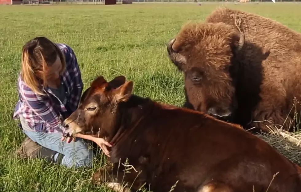 Watch Sweet Story of the Blind Bison Who Fell a Love with a Cow