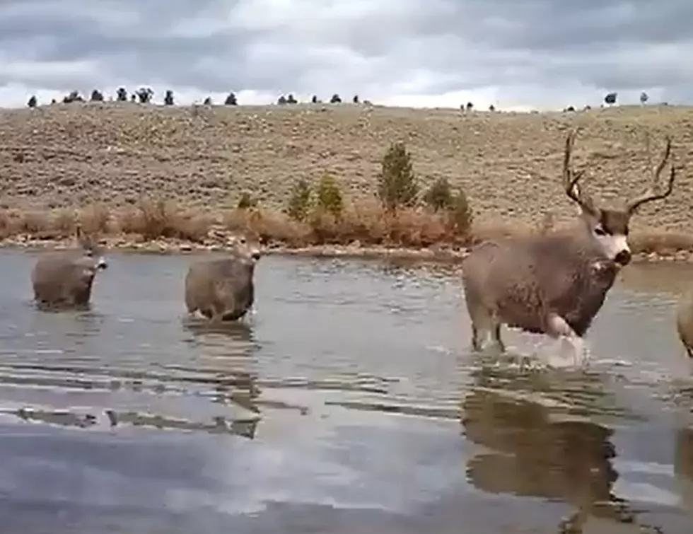 Watch These Wyoming Deer Swim Across Fremont Lake
