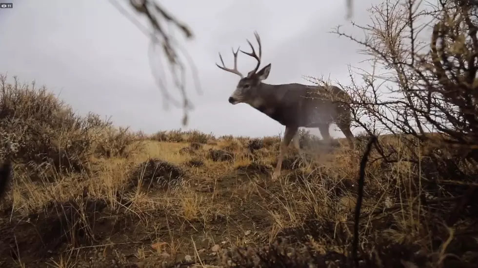 Let's Watch Deer Migrate Through Wyoming's Baggs Corridor