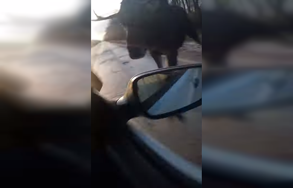This Moose Took a Severe Dislike to This Very Unfortunate Car