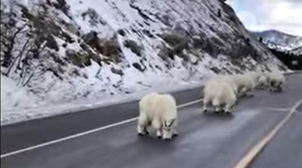 It Doesn’t Get More Wyoming Than This Mountain Goat Traffic Jam