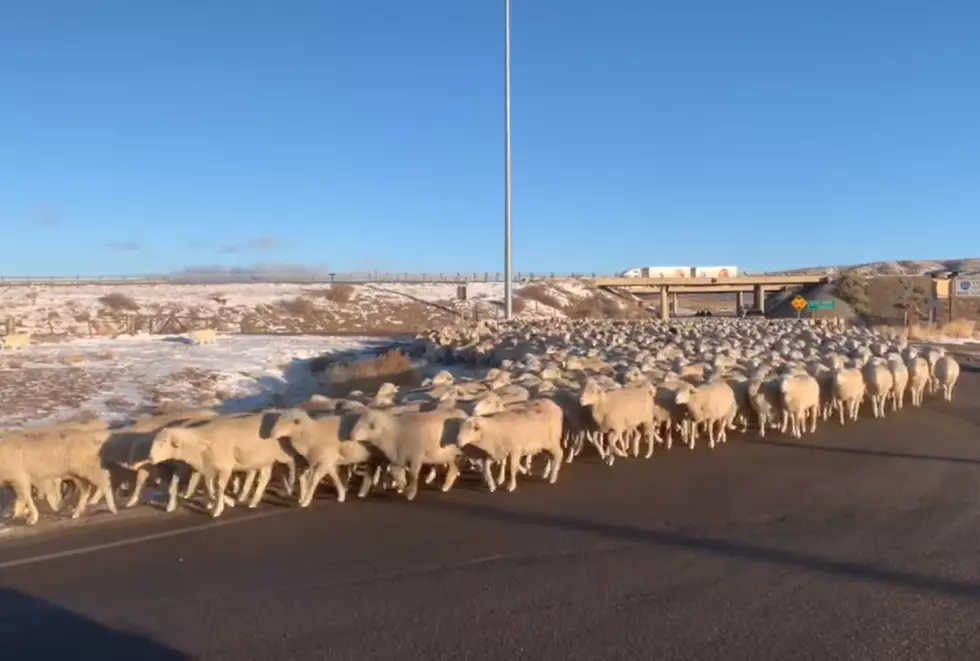 Out-of-State Guy Surprised By This Rock Springs Traffic Jam