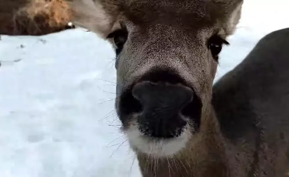 This Montana Woman is Being Stalked By a Deer
