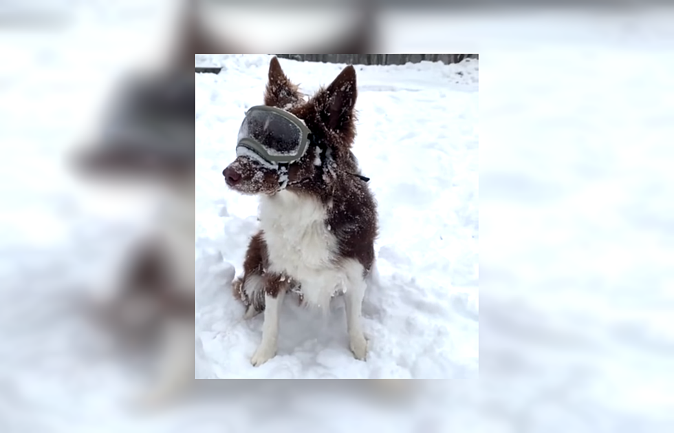 Watch this Dog Go Crazy When His Owner Gives Him Snow Goggles