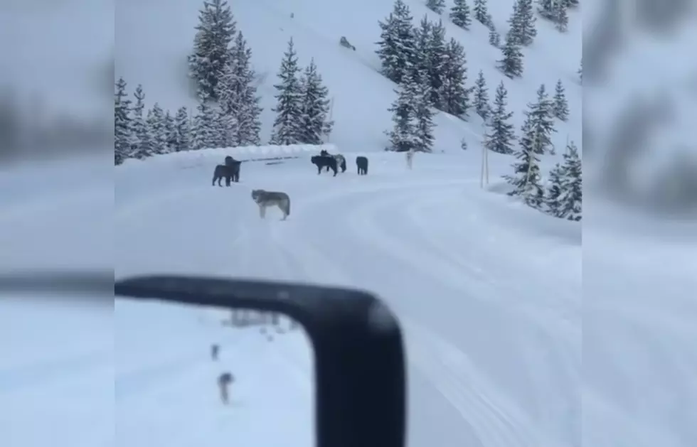 Truck in Yellowstone Finds Itself Surrounded By Wolf Pack