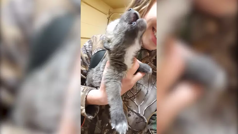 How Adorable is This Wolf Pup Howling for the First Time?