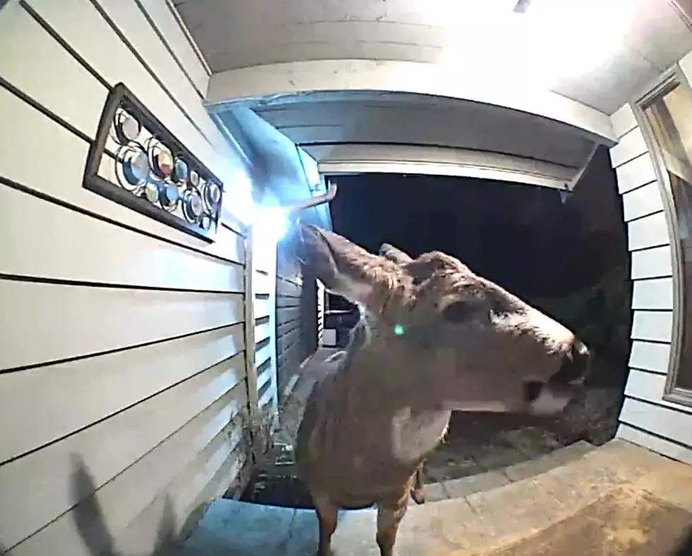 Hunters Dream: Big Buck Shows Up on Family&#8217;s Ring Doorbell Camera