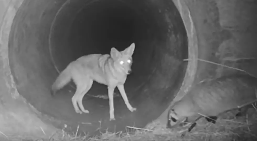 This Coyote And Badger Are BFFs And It’s The Best Thing Ever