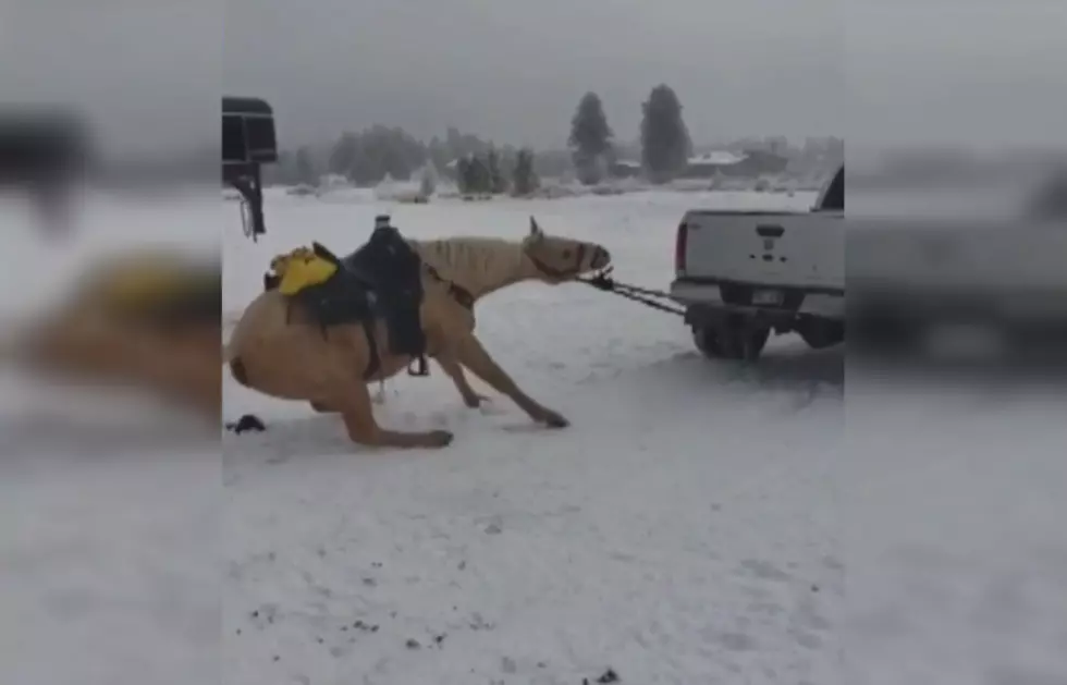 Sad Video Shows Colorado Couple Dragging Horse Behind a Truck