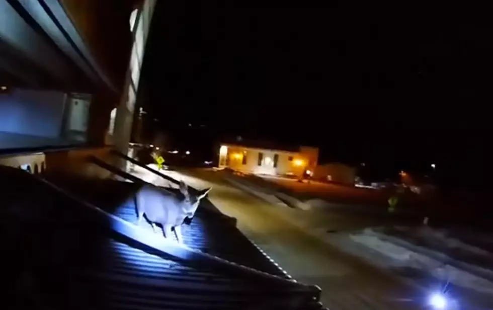 Watch Jackson, Wyoming Police Get a Deer Off of a Roof