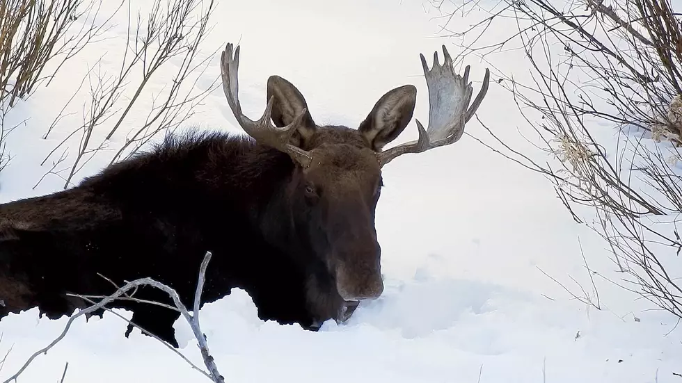 Here’s the Most Closeup Video of a Wyoming Moose Chilling