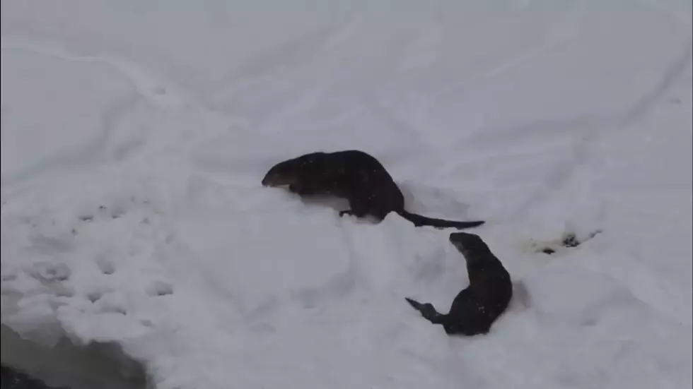 2 Yellowstone River Otters Show the Proper Way to Deal with Snow