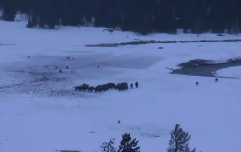 Webcam Video Shows Wolf Pack Surround Bison Near Old Faithful
