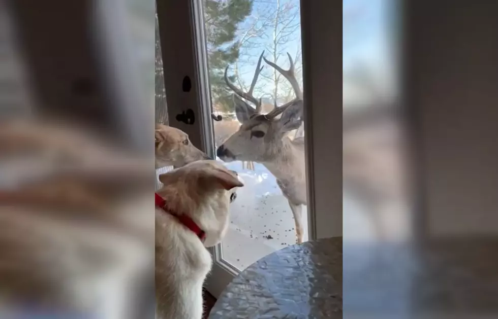 This Buck Just Made His Annual Visit to a Sheridan, Wyoming Dog