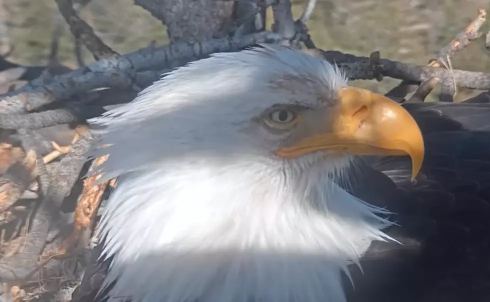 My Favorite Facebook Drama is About an Eagle’s Nest