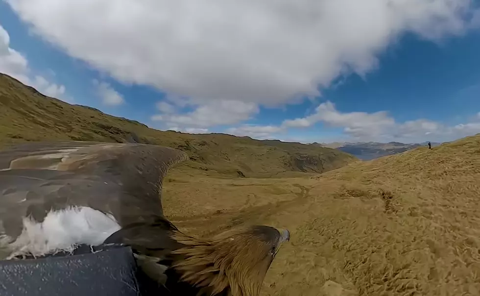 See What It’s Like to Soar Like an Eagle