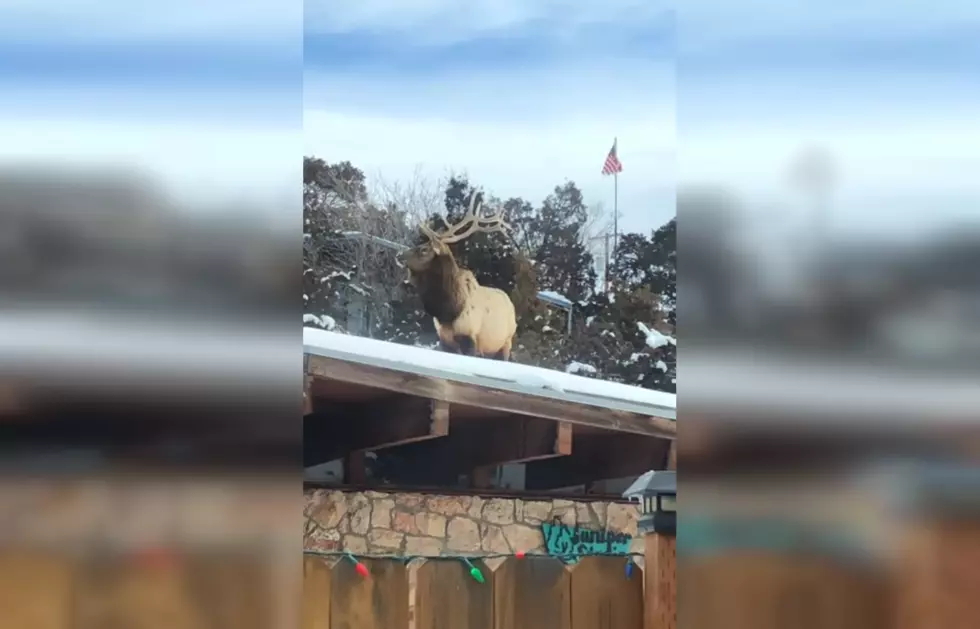 Montana Family Wakes Up to Find Elk Eating on Neighbor’s Roof