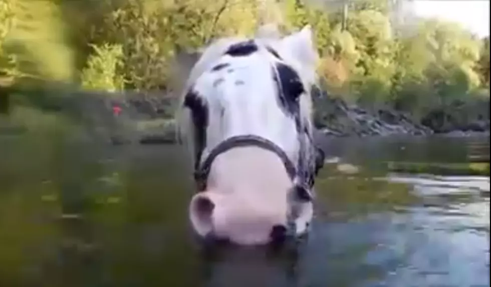 Funny Horse Can’t Stop Blowing Bubbles Under the Water