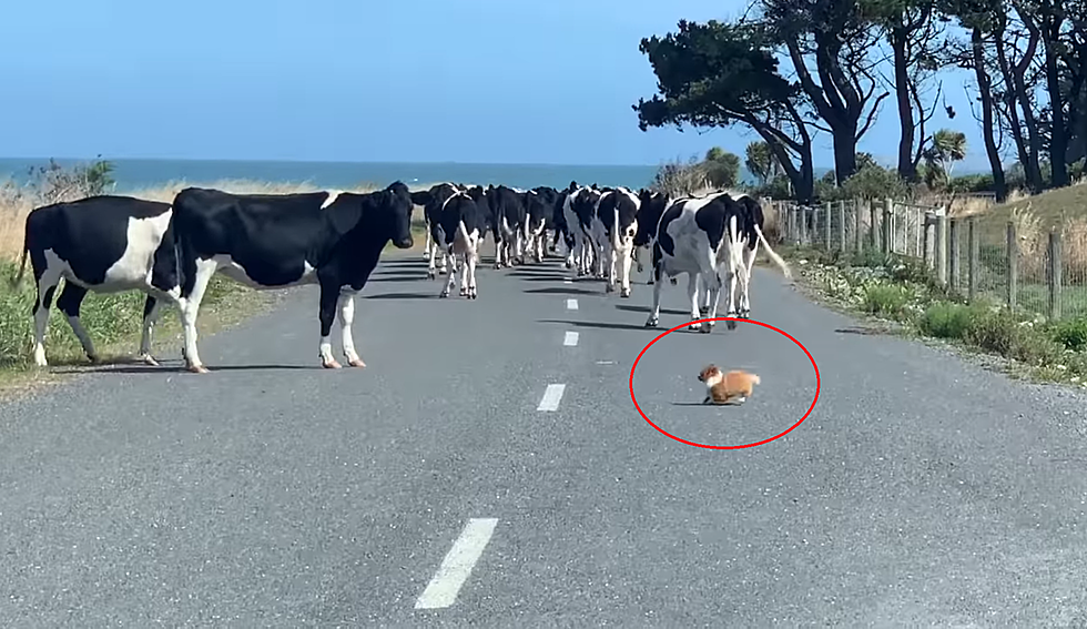 Yes, These Cows are Being Herded By a Pomeranian Chihuahua