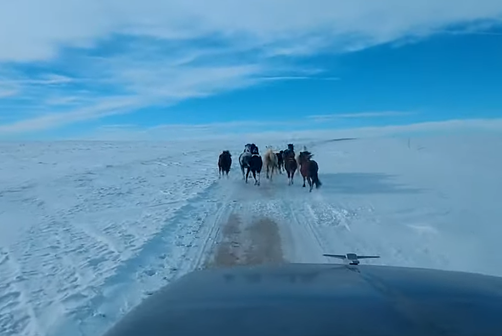 Wyoming Truck Driver Encounters Wild Horses South of Jeffrey City