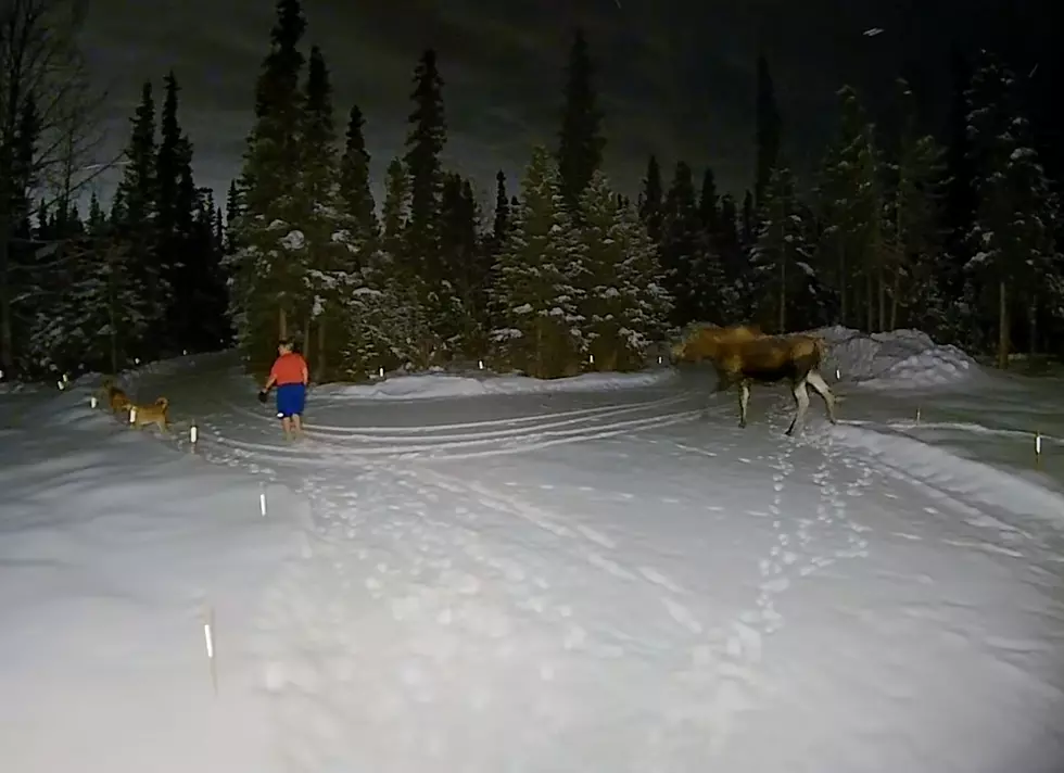 Woman Takes Dogs for a Walk, Meets a Mad Moose