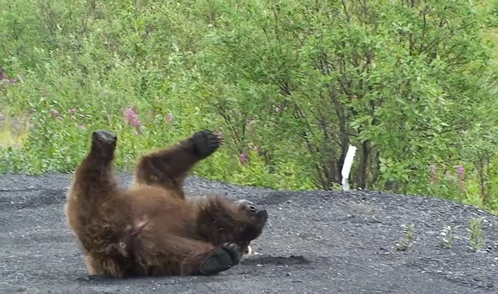 Happiness is This Grizzly Using The Highway to Scratch His Back