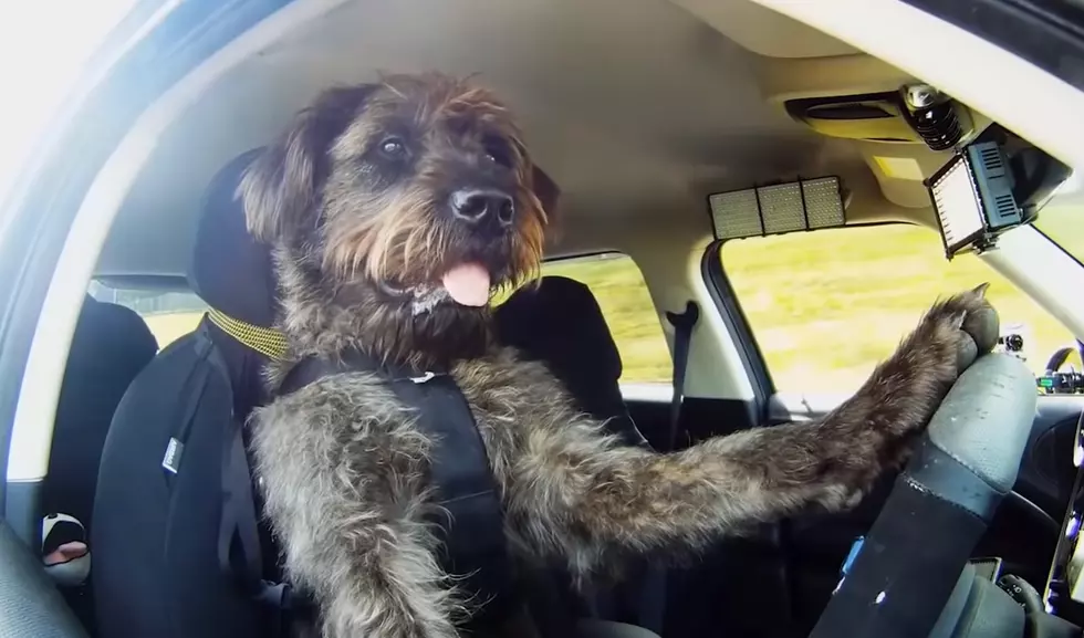 Washington State Man Pulled Over Teaching Dog How to Drive