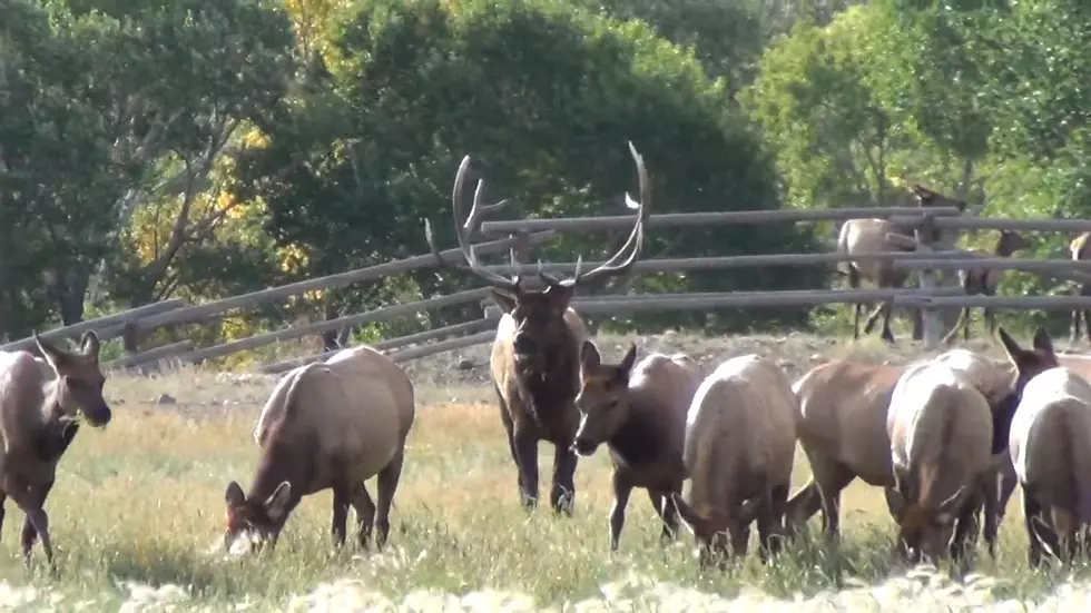 Watch: A Gorgeous Herd of Wyoming Elk Including a Monster Bull