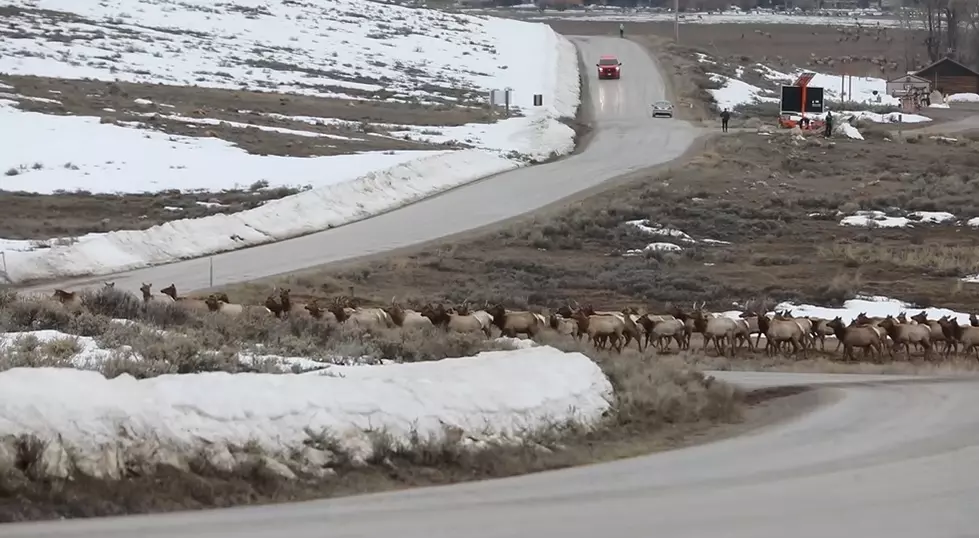 Wyoming’s Elk Herds Are Beginning Their Spring Migration