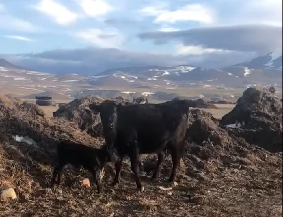 WATCH: Every Wyoming Rancher Has Had A Mad Mama Cow Do This