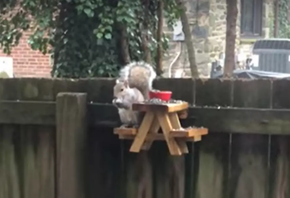 This Squirrel Sized Picnic Table Is Next Level Cute