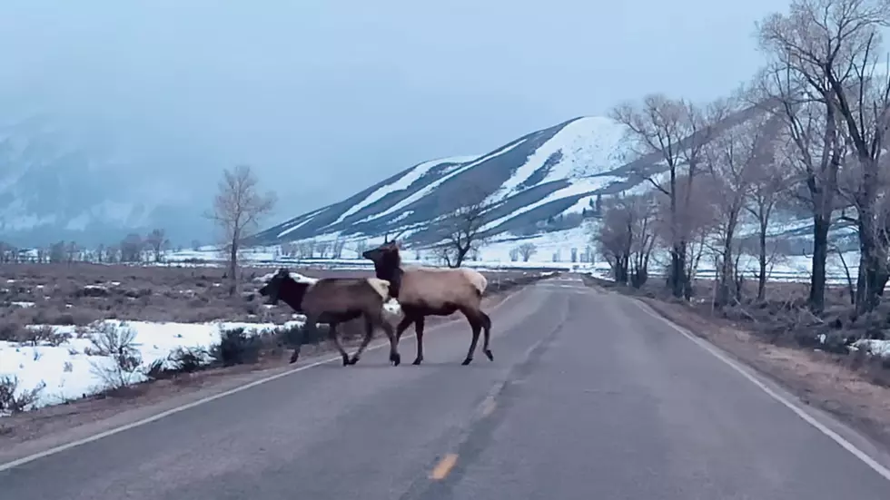 Here’s Proof Wyoming Animals Doing Just Fine Without People