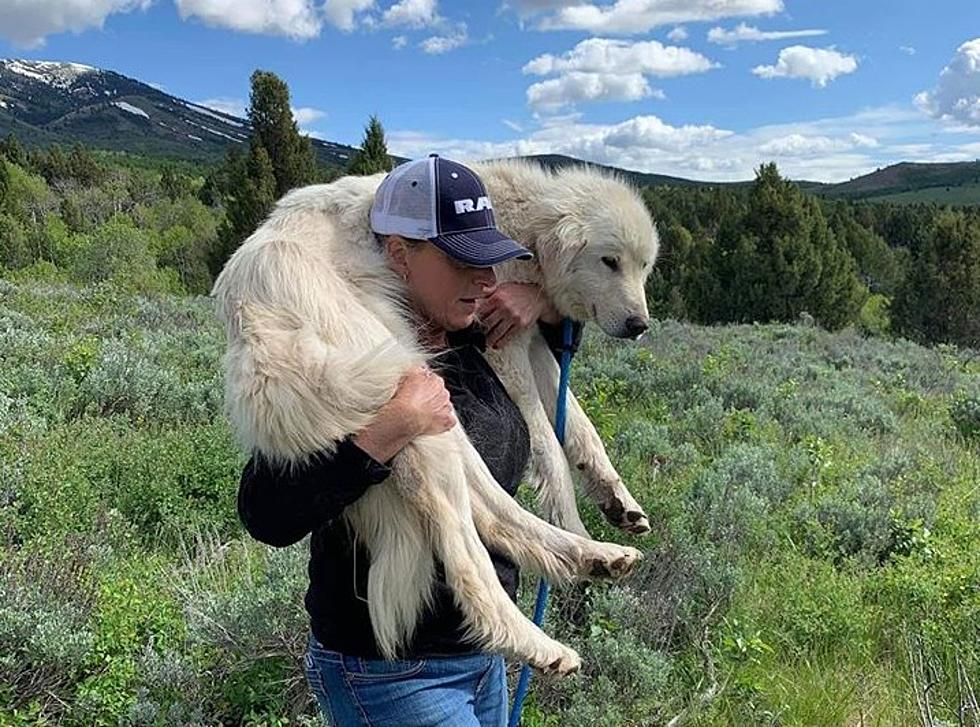 Dog Abandoned In The Mountains For 6 Months Finally Has A Home