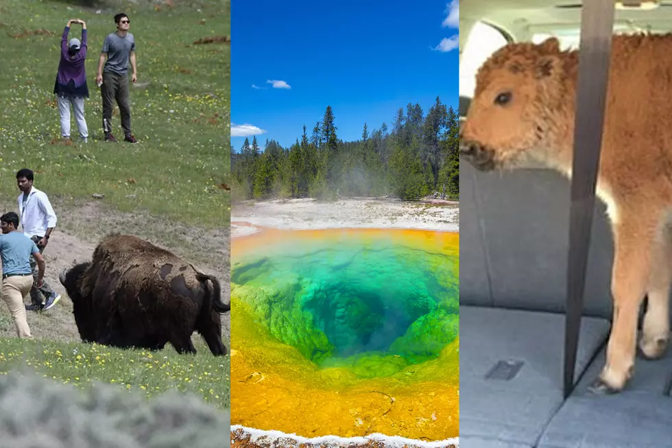 Top 10 Absolute WORST Tourist Incidents at Yellowstone