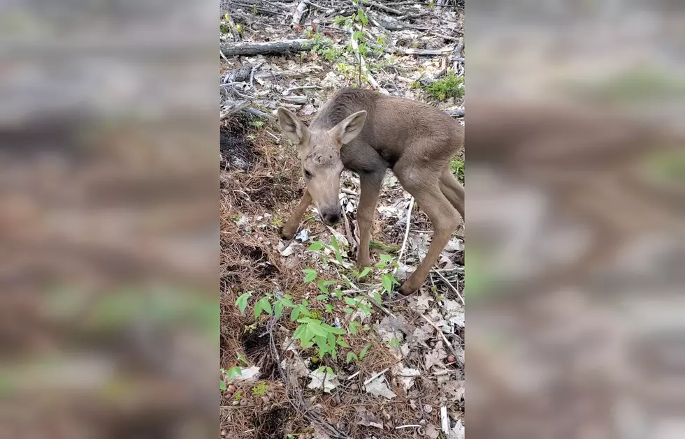 Watch a Baby Moose Follow a Hunter She Thinks is Her Mama