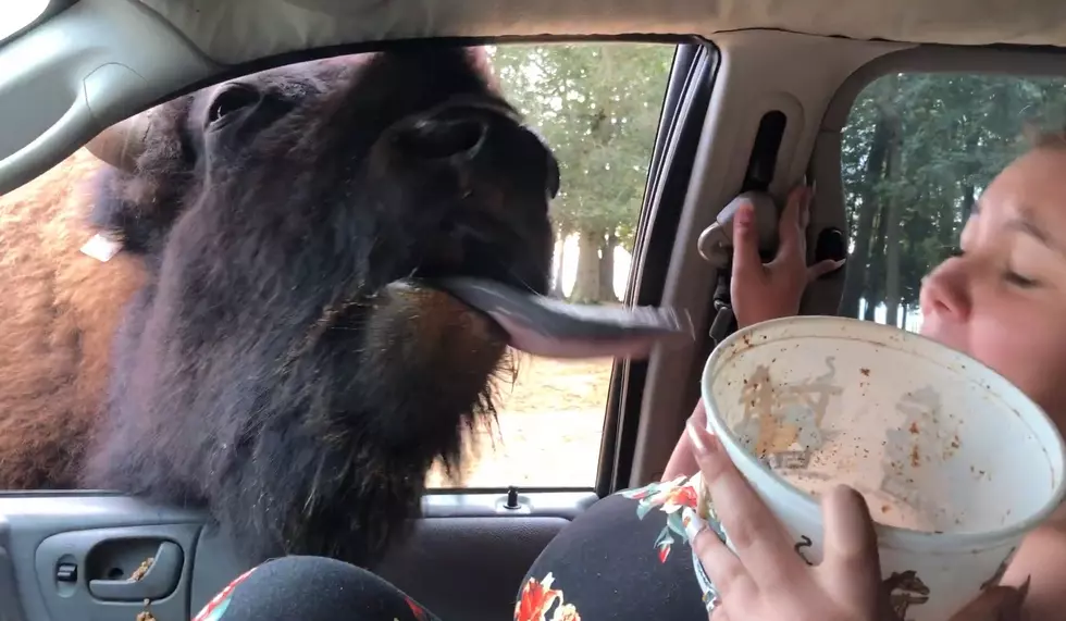 Woman Finds Out Why You Don&#8217;t Feed Bison (the Hard Way)