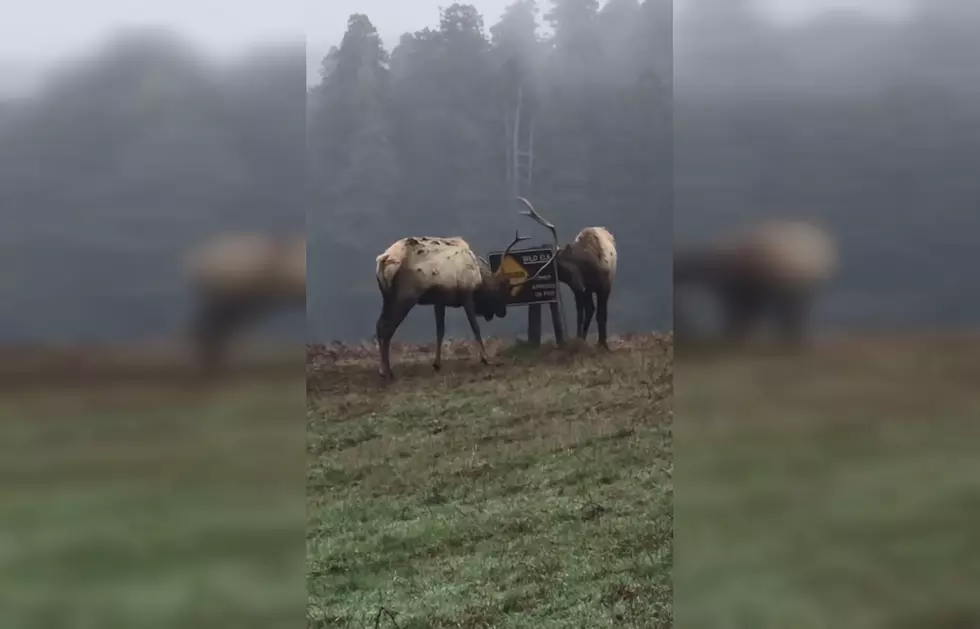 Funny Video Shows 2 Elk Bulls Annihilating an Elk Warning Sign