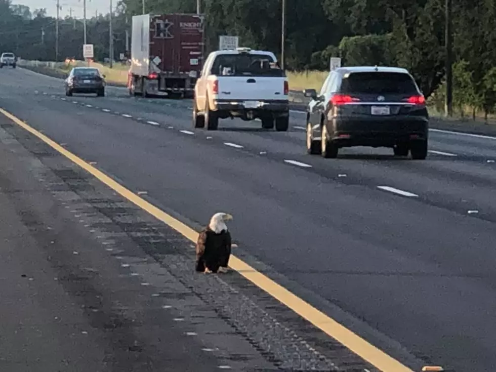 Hero Highway Patrolman Rescues Injured Eagle on Highway