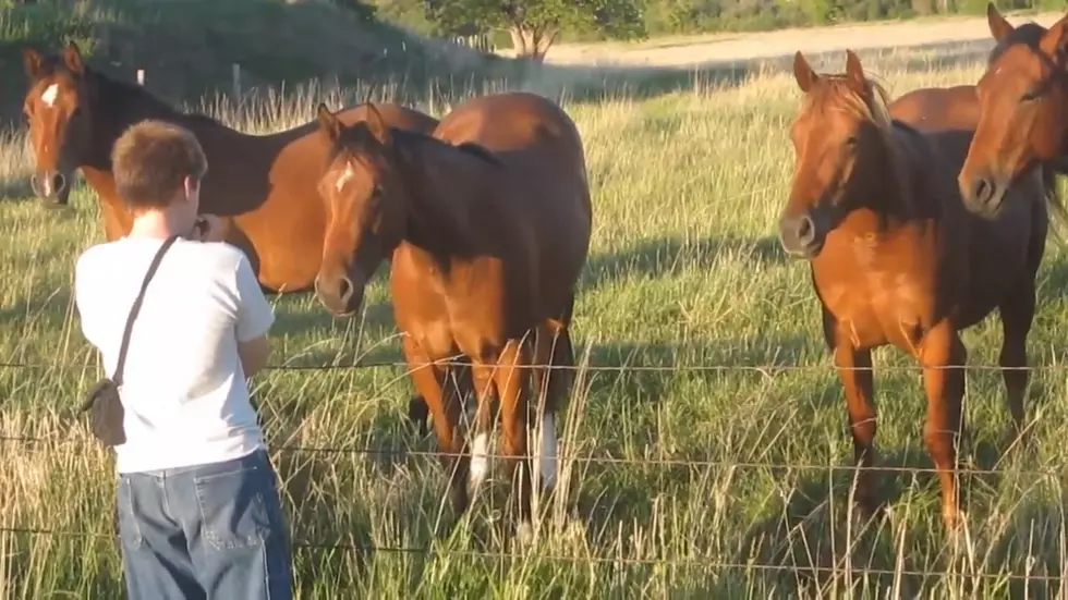 Watch a Sheridan Kid Mesmerize Horses With His Harmonica
