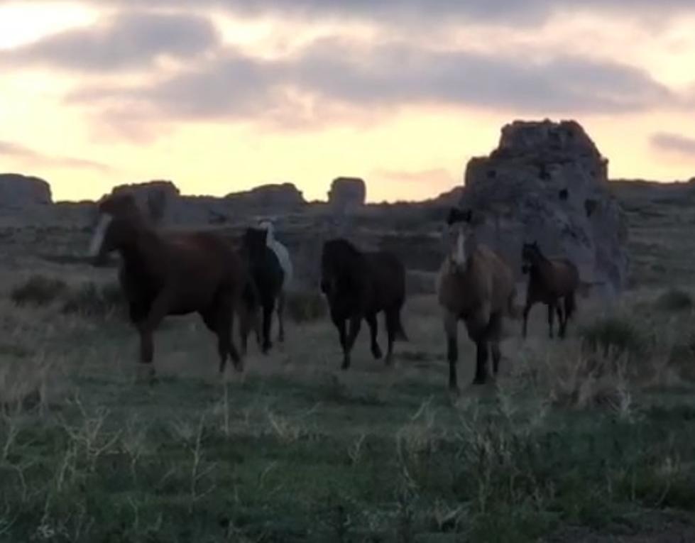 WATCH: Horses Come In From Pasture When Rancher Whistles
